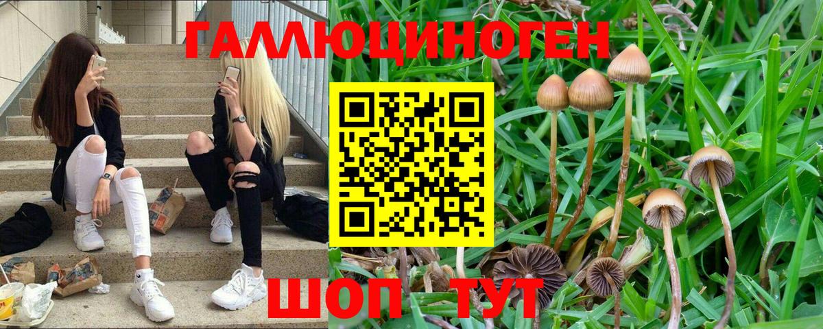Псилоцибиновые грибы GOLDEN TEACHER Орск